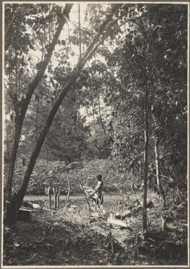 Sago making, [Papua New Guinea, 2] Frank Hurley