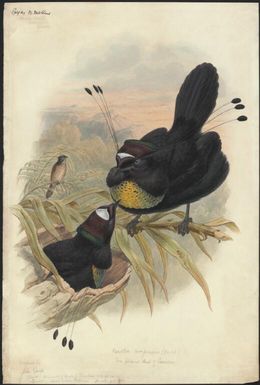 Parotia sexpennis Bodd., Six-plumed bird of paradise, original by John Gould [William Matthew Hart]