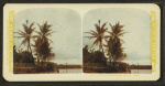A picturesque Hawaiian railway scene