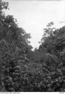 SOPUTA, NEW GUINEA, 1945-06-26. THE SANANANDA TRAIL, LOOKING ALONG THE TRAIL FROM KILLETIN ROAD TOWARDS SANANANDA POINT