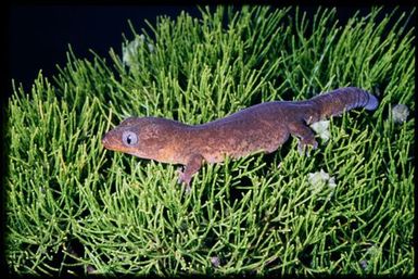 Gecko sp.