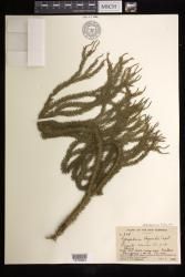 Phlegmariurus kajewskii