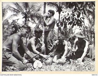 CUTARP PLANTATION, JACQUINOT BAY, NEW BRITAIN. 1944-12-15. HQ COY, 19 INFANTRY BATTALION SIGNALMEN OPENING AND DRINKING COCONUT JUICE AT THE END OF A LONG TREK