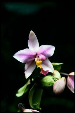 Ground orchid, Spathoglottis sp.