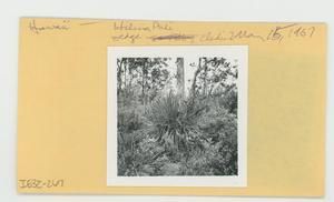 [Caladium in Hawaii, envelope IE32-267]