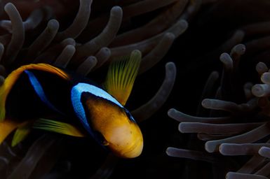 Amphiprion chryssopterus (Orange Fin Anemonefish) at Namuka Island, Fiji during the 2017 South West Pacific Expedition.