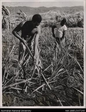 Cultivating cane