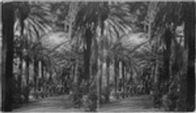 Date Palms (?) Near Honolulu?