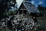 Man cutting coconut at copra shed, Gazelle Peninsula