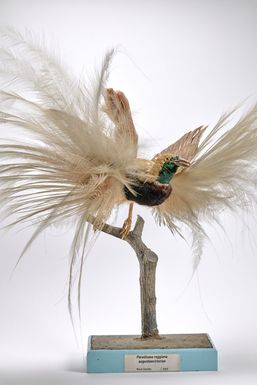 Red Paradise Bird