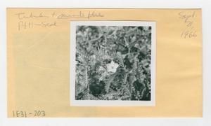 [Trichodesma in Hawaii, envelope IE31-203]