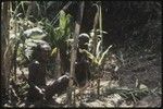 Pig festival, stake-planting: men plant cordyline and post at enemy boundary