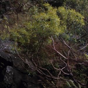 [Dubautia plantaginea from Castle Trail, United States] BRIT-A-AR003-012-02-016