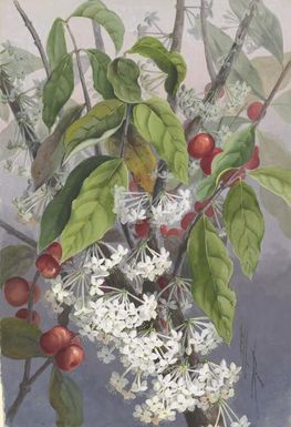 Phaleria capitata Springer., family Thymelaeaceae, Papua New Guinea, 1916 / Ellis Rowan