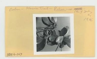 [Pelea in Hawaii, envelope IE24-147]