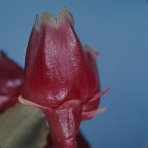 [Vaccinium dentatum close-up from Konahuanui Peak, United States] BRIT-A-AR003-012-02-142
