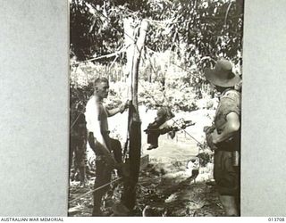 1942-12-01. NEW GUINEA. KANUSI RIVER. AUSTRALIAN TROOPS CROSS THE KANUSI RIVER ON FLYING FOXES HASTILY CONSTRUCTED BY ENGINEERS. (NEGATIVE BY G. SILK)