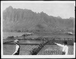 Two men surveying taro fields and rice paddies in Wainee, Hawaii