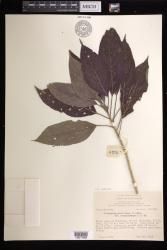 Claoxylon indicum