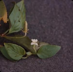 [Viola robusta close-up at Moloka'i Island, United States]