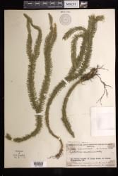 Phlegmariurus samoanus