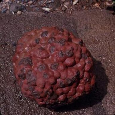 [Pillow lava in Bernice Pauahi Bishop Museum, United States]