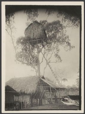 Tree house in a Ehiri village, Central province, Papua New Guinea, ca. 1925 / Frank Hurley