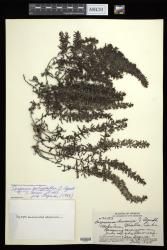 Sargassum polyphyllum