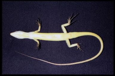 Phasmasaurus maruia