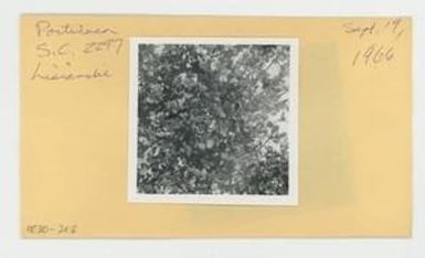 [Portulaca in Hawaii, envelope IE30-202]