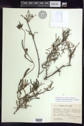 Stigmaphyllon angustifolium