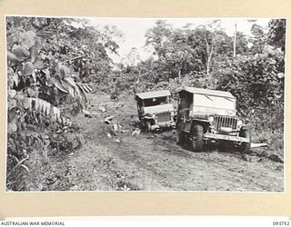 WEWAK AREA, NEW GUINEA, 1945-07-03. WHEN TRACKS ARE AVAILABLE, MEMBER OF 2/6 SURVEY BATTERY, ROYAL AUSTRALIAN ARTILLERY, TRAVEL BY JEEP. THE ROLE OF THE SURVEY BATTERY IS TO PROVIDE INFORMATION AND ..