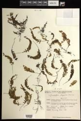 Hymenophyllum inaequale