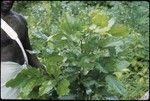 Man with branches of bush or tree