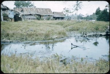 Anopheline breeding place below Native Hospital on Esa'ala : Normanby Island, D'Entrecasteaux Islands, Papua New Guinea, 1956-1959 / Terence and Margaret Spencer