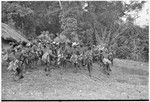 Pig festival, uprooting cordyline ritual, Tsembaga: men make stylized aggressive charge in front of government rest house, near clan boundary