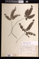 Adiantum fournieri