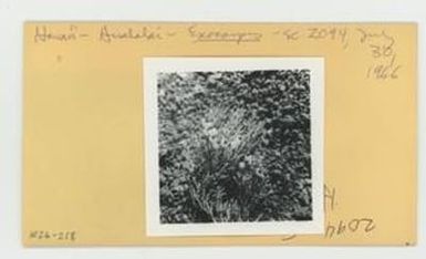 [Exocarpos in Hawaii, envelope IE26-218]