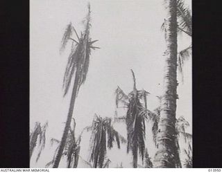 1942-12-28. PAPUA. ONE OF THE MOST EFFECTIVE MEANS OF FREEING THE COCOANUT GROVES OF JAPANESE SNIPERS WAS TO SPRAY TOPS OF COCOANUT TREES WITH INTENSE GUN FIRE. THE PHOTO SHOWS THE EFFECT OF THIS ..
