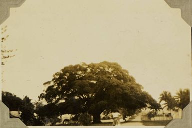 Trees, Nuku'aloafa, Tonga, 1928