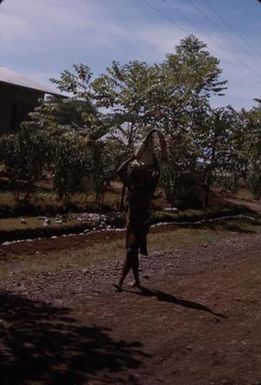 [Woman carrying bananas in Eastern Highlands, Papua New Guinea]