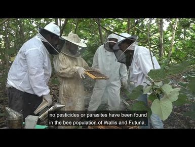 Resilience episode 12 - Honey: the elixir of the Pacific - Trailer