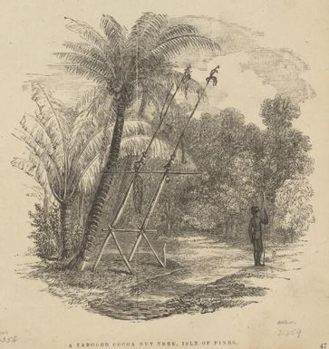 A tabooed cocoa nut [i.e. coconut] tree, Isle of Pines