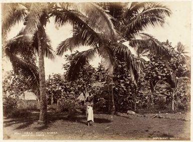 Near Apia - Samoa. From the album: Views of New Zealand Scenery