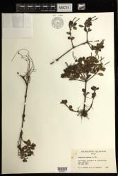 Peperomia eekana