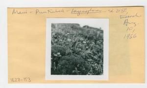 [Lagenophora in Hawaii, envelope IE27-153]