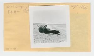 [Seal in Hawaii, envelope IE31-128]