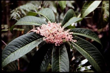 Phelline comosa, 650 m