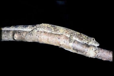 Eurydactylodes vieillardi