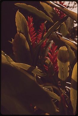 FLORA OF AKAKA FALLS STATE PARK